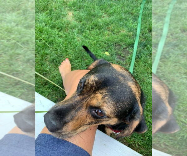 Medium Photo #9 Mutt Puppy For Sale in Woodbury, NY, USA