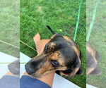 Small #8 Mutt