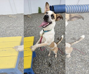 Mutt Dogs for adoption in Rockaway, NJ, USA