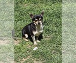 Small Photo #1 Chihuahua Puppy For Sale in SPOTSYLVANIA, VA, USA