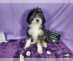 Small Photo #60 Bernedoodle-Poodle (Toy) Mix Puppy For Sale in BLACK FOREST, CO, USA