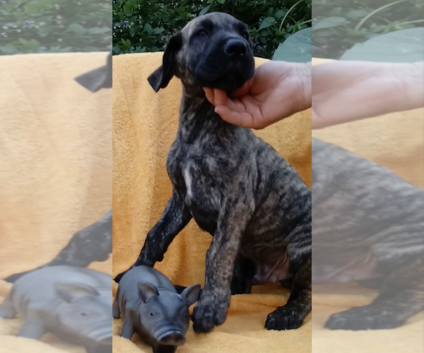 Medium Photo #6 Great Dane Puppy For Sale in HARTVILLE, OH, USA