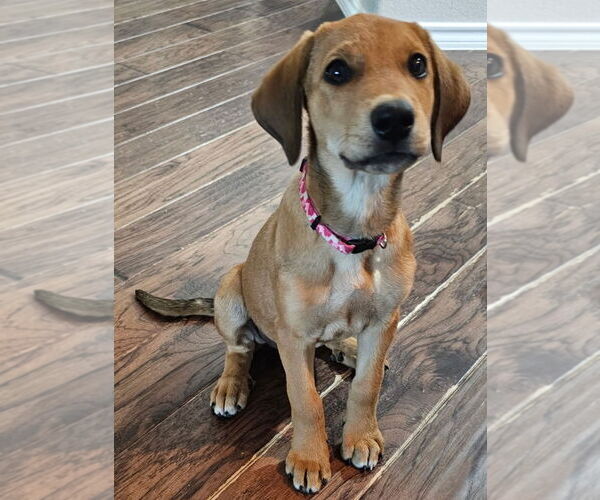 Medium Photo #6 Mutt Puppy For Sale in Fort Worth, TX, USA