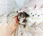Small #14 Chihuahua