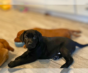 Labrador Retriever Puppy for sale in CYPRESS, TX, USA