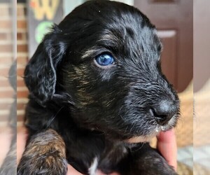 Aussiedoodle Puppy for sale in COLUMBIA, TN, USA