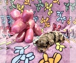 Image preview for Ad Listing. Nickname: Litter of 7