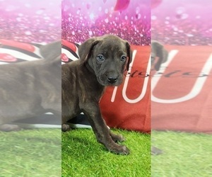 Catahoula Leopard Dog Puppy for sale in CUMBY, TX, USA