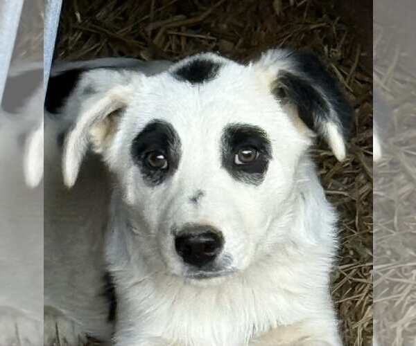 Medium Photo #1 Red Heeler-Unknown Mix Puppy For Sale in Princeton, MN, USA