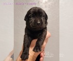 Small Photo #43 Labrador Retriever Puppy For Sale in POCAHONTAS, IL, USA