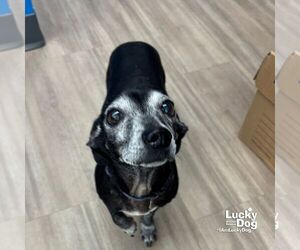 Dachshund-Unknown Mix Dogs for adoption in Washington, DC, USA