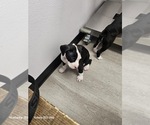 Small #1 Boxer
