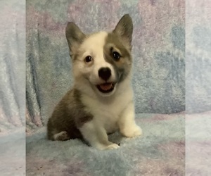 Pembroke Welsh Corgi Puppy for sale in MERCED, CA, USA