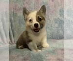 Small Pembroke Welsh Corgi
