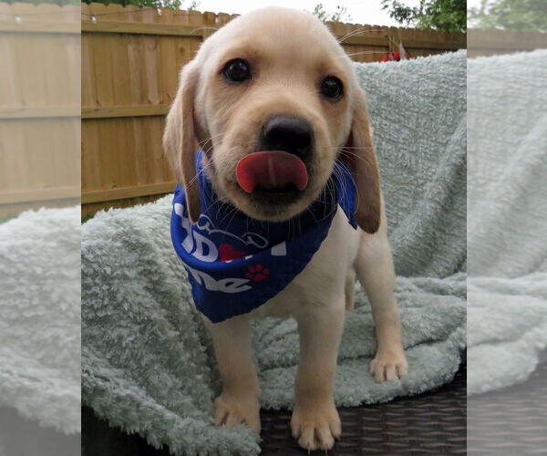 Medium Photo #4 Labrador Retriever Puppy For Sale in Grovertown, IN, USA