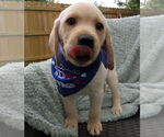 Small #3 Labrador Retriever