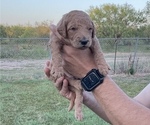 Small Photo #2 Double Doodle Puppy For Sale in ZEPHYR, TX, USA