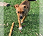 Small #1 American Staffordshire Terrier-German Shepherd Dog Mix