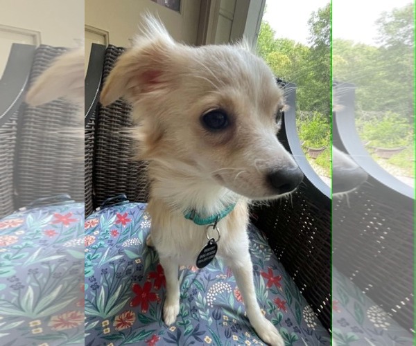 Medium Photo #5 Chihuahua-Unknown Mix Puppy For Sale in Arlington, VA, USA
