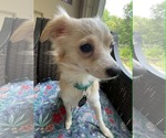 Small #4 Chihuahua Mix