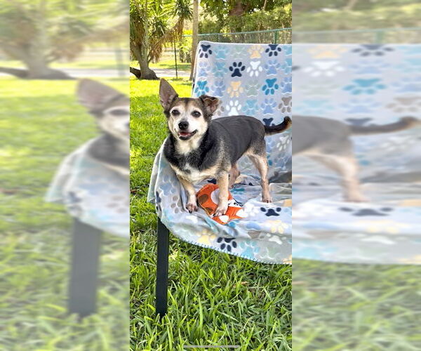 Medium Photo #14 Chihuahua-Unknown Mix Puppy For Sale in Weston, FL, USA