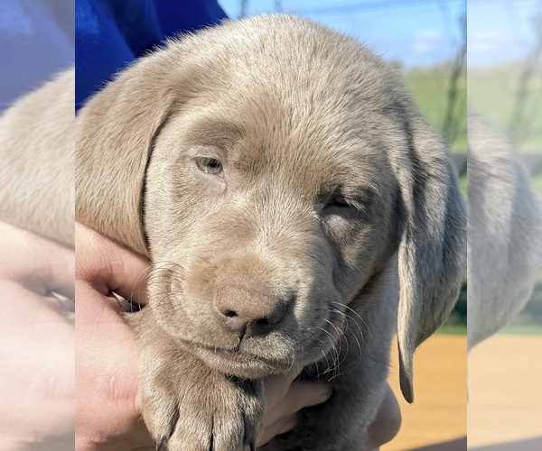 Medium Photo #10 Labrador Retriever Puppy For Sale in DELEVAN, NY, USA