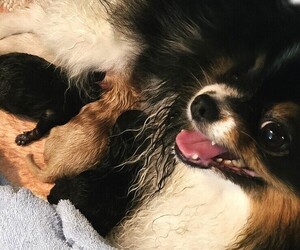 Medium Pomeranian