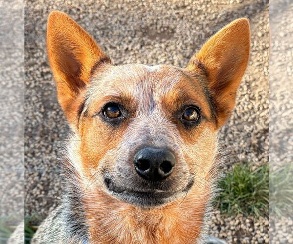 Medium Photo #1 Mutt Puppy For Sale in Jefferson, WI, USA