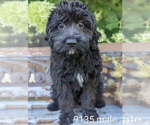 Australian Shepherd-Poodle (Toy) Mix Puppy for sale in CLARE, IL, USA