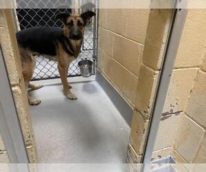 German Shepherd Dog-Unknown Mix Dogs for adoption in Tulsa, OK, USA