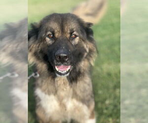 Collie-Great Pyrenees Mix Dogs for adoption in Evansville, IN, USA