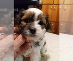 Puppy Pappy Havashu