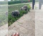 Small #3 Labrador Retriever