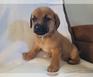 Chiweenie Puppy for sale in PINSON, AL, USA
