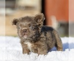 Small #2 French Bulldog