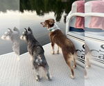 Small #1 Australian Shepherd