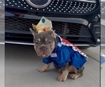Small #5 French Bulldog