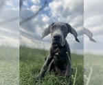 Small #2 Great Dane