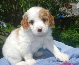 Cavapoo Puppy for sale in HADLEY, PA, USA