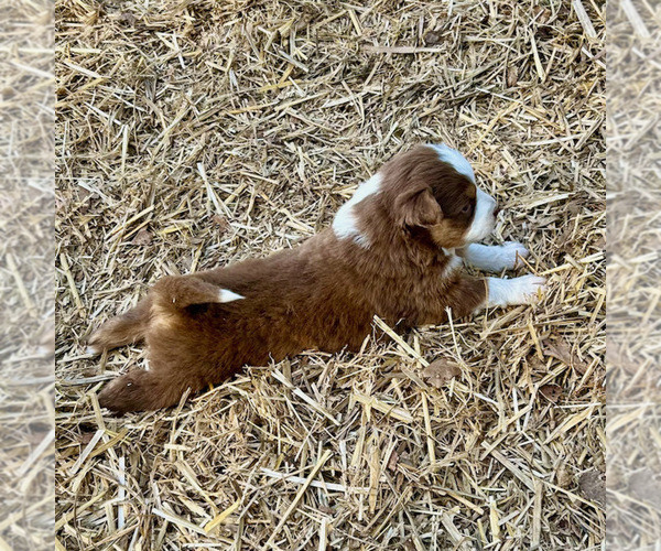 Medium Photo #26 Australian Shepherd Puppy For Sale in SMITHS GROVE, KY, USA