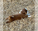 Small #4 Australian Shepherd
