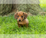 Image preview for Ad Listing. Nickname: Chloe