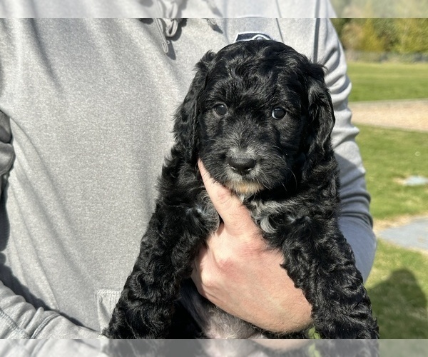 Medium Photo #26 Aussiedoodle Puppy For Sale in BREMERTON, WA, USA