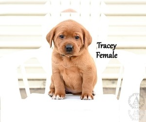Medium Labrador Retriever