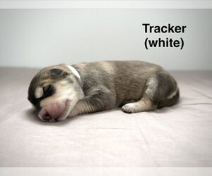 Retriever -Unknown Mix Dogs for adoption in Calgary, Alberta, Canada