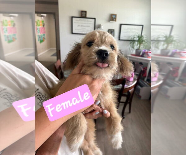 Medium Photo #3 Mutt Puppy For Sale in Brooksville, FL, USA