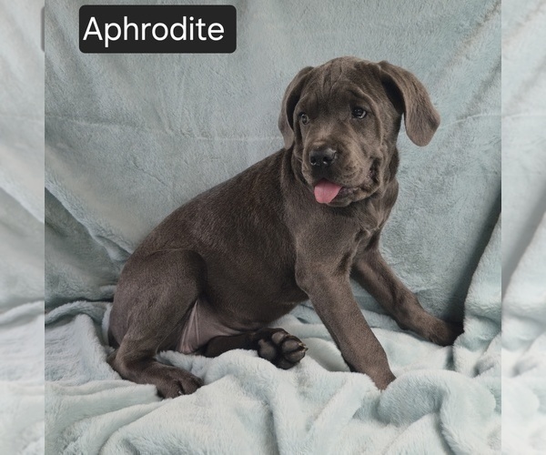 Medium Photo #8 Cane Corso Puppy For Sale in MINERAL WELLS, WV, USA