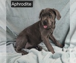 Small #7 Cane Corso