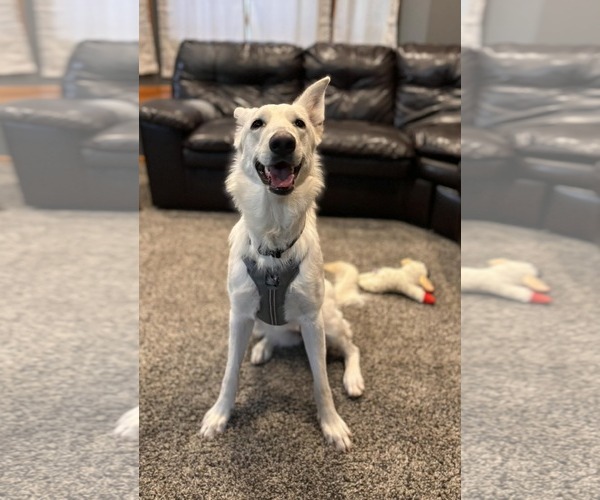 Medium Photo #2 German Shepherd Dog-Unknown Mix Puppy For Sale in Princeton, MN, USA