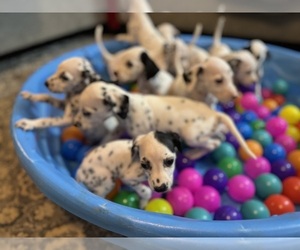 Dalmatian Puppy for sale in CHARLOTTE, NC, USA